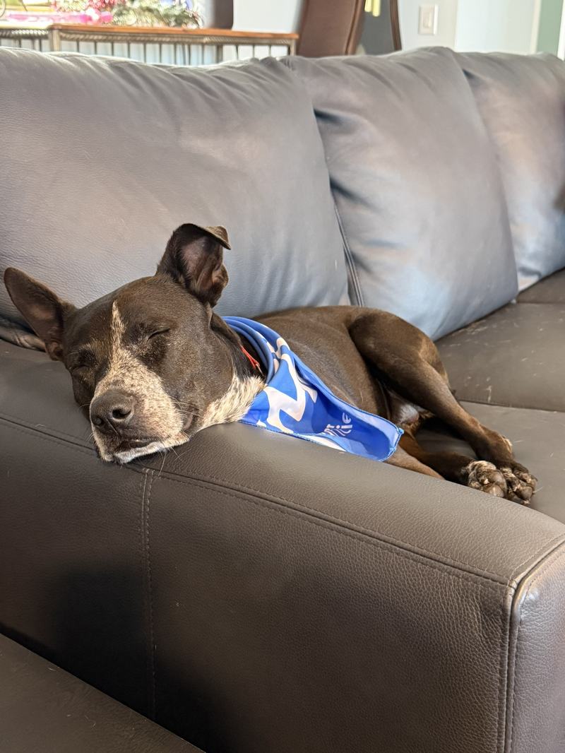 Emily napping after adoption event
