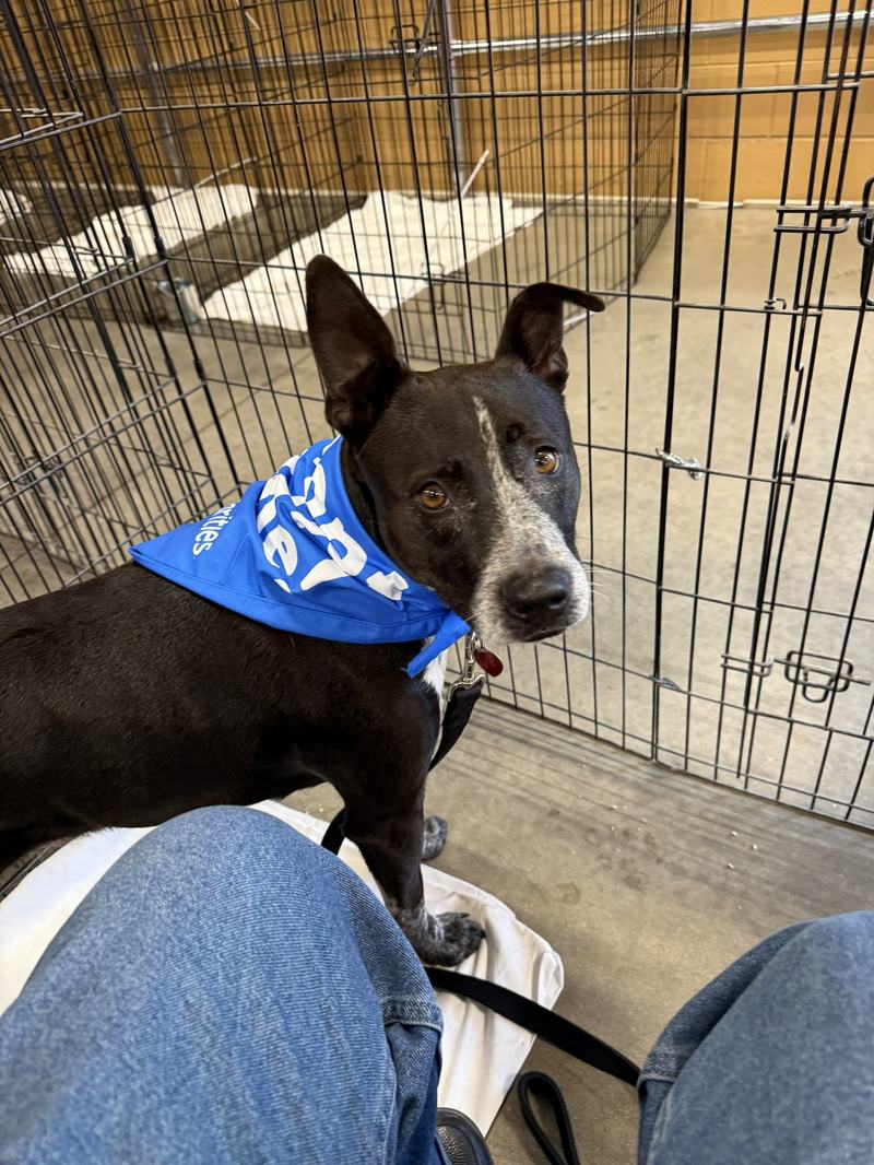 Emily modeling at PetSmart Adoption Event