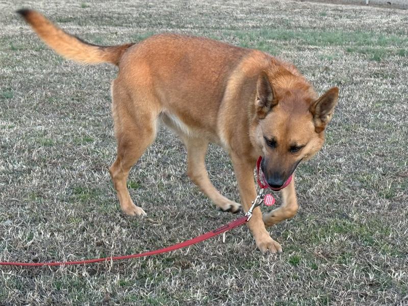 Emily napping after adoption event