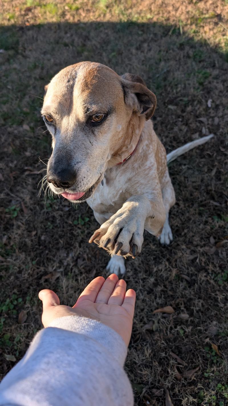Sprinkles, Give me Five!