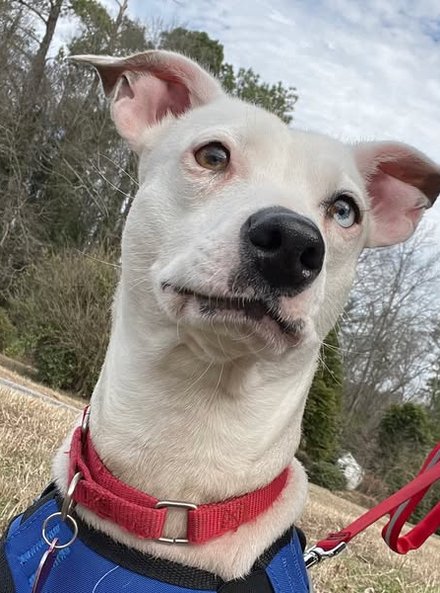 {{ page.fostering_title }}